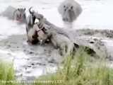 نجات گوزن یال دار توسط اسب های آبی از دست تمساح ها