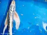 فروش ماهی کوی چرم سوپر باله بلند کلکسیونی تایلندی 990508