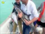 نجات جان دلفینهای گیر افتاده در ساحل چارک