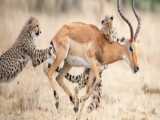 شکار آهو توسط یوزپلنگ شکار ایمپالا توسط یوزپلنگ سرعت یوزپلنگ
