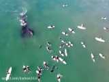 تصاویر وحشتناک از حمله نهنگ غول پیکر به قایق سواران