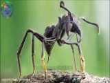 خطرناک ترین حشرات جهان که با دیدن آن ها شوکه می شوید!