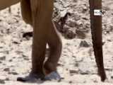 تلاش حیوانات برای پیدا کردن آب در کویر