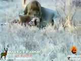 بوفالو ها شیر نر را از مرگ نجات می دهند مستند حیوانات شکار حیات وحش راز بقا