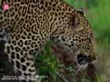 ویدیویی زیبا از حیات وحش آفریقا