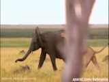 شکار بچه فیل توسط شیر ها