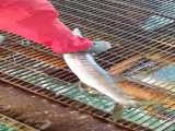 صید ماهی باراکودا(دم زرد)