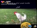 مرغ های ایرانی و خارجی آشنا شوید