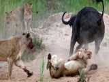 شکار مرگبار در حیات وحش - نبرد شیر و بوفالو