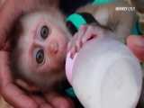 بچه میمون بامزه و شیر خوردن - قسمت دوم