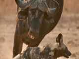 نبرد سگهای وحشی با بوفالو شکار بوفالو توسط سگهای وحشی آفریقا