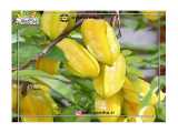 خرید میوه استار فروت در ایران