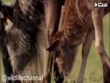 صحنهای جذاب از شکار بچه گوزن توسط یوز پلنگ بسیار دیدنی