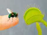 خوردن حشرات توسط گیاه!! | (اسکان میکس 47)