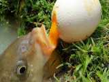طعمه تخم مرغ برای صید ماهی - دام جالب برای ماهیگیری