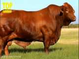 9 نژاد گاوهای سوپر بول | حیوانات دورگه