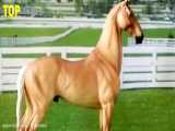 10 اسب زیبا و غیر معمول که تا به حال ندیده اید