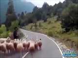 کودتا ی گوسفند ها