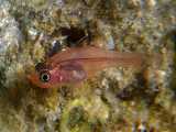 ماهی کاردینال یاقوتی: Apogon coccineus