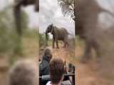 حمله فیل عصبانی به پلنگ و کفتار پس از شکار ایمپالا