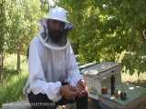 خرید عسل طبیعی از زنبوردار