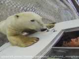 خرس قطبی بازیگوش