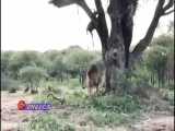 حیات وحش، آویزان شدن شیر نر از درخت برای خوردن شکار پلنگ