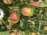 نهال سیب/Aral Nahal.ir/انواع سیب قرمز،زرد،سیب  گلاب، 09143812014_09142711245