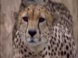 مستند حیوانات / حمله چیتا به گورخر
