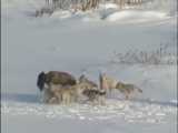 مستند حیوانات / نبرد گرگ ها با گاو میش آمریکایی