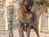 سگ سرابی ماستیف ایرانی