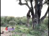 آویزان شدن شیرها از درخت برای خوردن شکار پلنگ!
