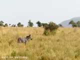شکار گور خرها توسط شیرهای حیات وحش افریقا