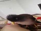 یک پرنده ی ناناز