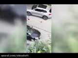 ببینید | ویدئو کامل تیراندازی در سعادت آباد