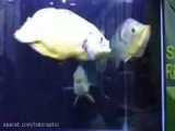 دعوای ماهی اسکار با پیکاک باس