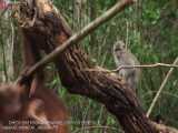 دوستی غیرمعمولی در مدرسه جنگل orangutan