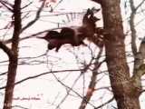 شکار تماشایی سنجاب توسط سلطان آسمان
