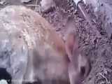 خرگوشی که بچه‌هایش را از ترس شکارچی زیر خاک گذاشته