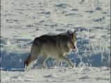 مستند حیات وحش _ راز بقا _ نبرد خرسها و گرگها در بزرگترین پارک حیات وحش آمریکا