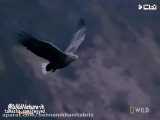 تماشای عقاب های دم سفید در حال پرواز! شگفت انگیز
