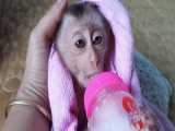بچه میمون بامزه »»» شیرخوردن