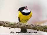 پرنده زینتی - قناری آواز خوان مست