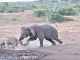 حمله فیل به کرگدن