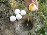 ماهیگیری باورنکردنی با تخم مرغ - به طور طبیعی ماهیگیری کنید