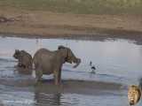 حمله فیل خشمگین به گاومیش های وحشی درون آب