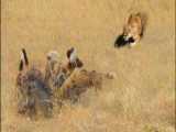 حیات وحش آفریقا، حمله شیر برای شکار و حمله بوفالو مادر به شیر