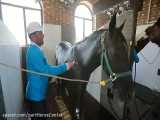 تمیز کردن و بهداشت اسب ها در باشگاه پرورش اسب پارت ورامین
