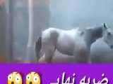 اسب چه ضربه ای میزنه به پسر