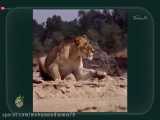 حیوانات(راز بقا)___شیرها بزرگترین شکارچیان آفریقا/حیات وحش.